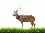 Maie Axis Deer With Green Grass Isolated Stock Photo