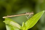 Damselfly Insect Stock Photo