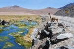 VicuÃ±as And Alpacas Graze In The Atacama Stock Photo