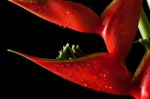 Heliconia Stricta Still Life On Black Background Stock Photo