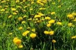 Meadow With Yellow Dandelions Stock Photo