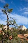 Pine Tree In Zion National Park Stock Photo