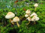 Sulphur Tuft Fungus (hypholoma Fasciculare) Stock Photo