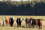 Cows Grazing In The Green Argentine Countryside Stock Photo