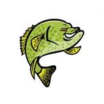 Crappie Fish Mascot Stock Photo