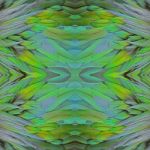 Nicobar Pigeon Feathers Stock Photo