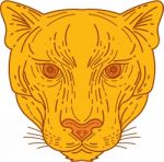 Cougar Mountain Lion Head Mono Line Stock Photo