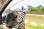 Zebra In The Tourists Car Stock Photo