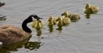 Beautiful Isolated Picture Of A Young Family Of Canada Geese Swimming Stock Photo