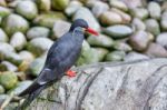Inca Tern (larosterna Inca) Stock Photo
