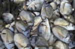 Close-up Fresh Raw Mediterranean Sea Fish Stock Photo