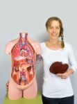 Woman Holding Liver At Body Near Torso Stock Photo