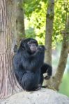 Chimpanzee Stock Photo