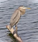 Image Of A Great Blue Heron Standing On A Log Stock Photo