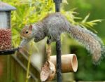 Squirrel Stealing Nuts Stock Photo