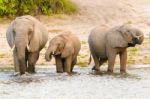 Elephants At The Bank Of Chobe River In Botswana Stock Photo