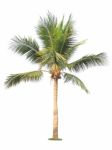 Coconut Tree Isolated On White Background Stock Photo