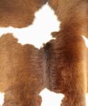 Brown And White Hair Cowskin Stock Photo