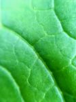 Macro Of Texture Green Leaves Stock Photo