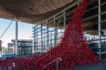 Cardiff/uk - August 27 : Poppies Pouring Out Of The Welsh Assemb Stock Photo