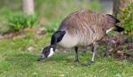 Picture With A Canada Goose Cleaning Feathers Stock Photo