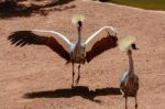Fuengirola, Andalucia/spain - July 4 : Black Crowned Cranes At T Stock Photo