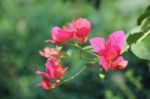 Pink Bougainvillea Flower Stock Photo