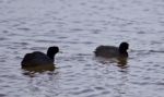 Beautiful Postcard With Two Amazing American Coots In The Lake Stock Photo