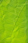 Clinkle Leaf Stock Photo