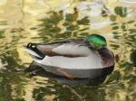 Duck Dozing On Tranquil Water Stock Photo