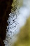 Bunch Of Opiliones Spiders Stock Photo