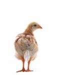 Young Chicken Standing And Looking To Camera Stock Photo