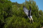 Benalmadena, Andalucia/spain - July 7 : Chilean Blue Eagle At Mo Stock Photo
