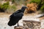 Benalmadena, Andalucia/spain - July 7 : Juvenile Andean Condor ( Stock Photo
