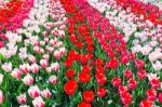 Tulip Field With Various Red Tulips In Rows Stock Photo