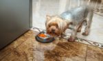 Yorkshire Terrier Dog Eating From A Bowl Indoor Closeup Stock Photo