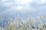 Dog Tail Reed In Nature Stock Photo