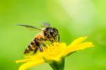 Bee on flower Stock Photo