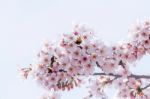Cherry Blossom In Spring. Spring Season Background, Sakura Season In Korea. Soft Focus Stock Photo