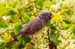 Ground Finch Bird On Santa Cruz Island In Galapagos Stock Photo