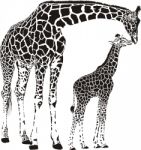 Animal Family Of Giraffes Stock Photo