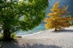 Trees At Riva Del Garda On The Shore Of Lake Garda Stock Photo