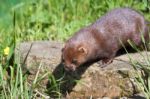 Close-up Shot Of An European Mink (mustela Lutreola) Stock Photo
