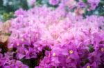 Bougainvillea With Water Droplets On Glass Stock Photo