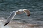 Common Gull (larus Canus) Stock Photo
