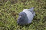 Relaxing Pigeon On The Grass Stock Photo