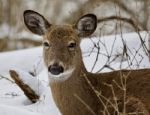 Beautiful Isolated Picture With A Wild Deer In The Snowy Forest Stock Photo