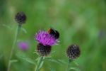 Bee And Thistle Stock Photo