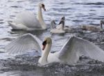 Beautiful Photo Of The Swans With The Chicks Stock Photo