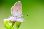 Close Up Small Brown Butterfly ( Tiny Grass Blue ) Stock Photo